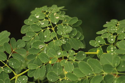 Close-up of raindrops on leaves