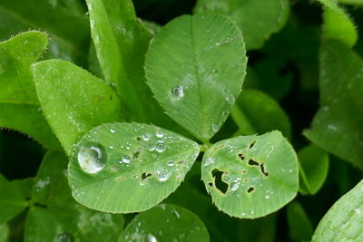 Close-up of wet plant leaves during rainy season