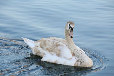 Swan swimming in lake