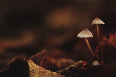 Close-up surface level of mushroom