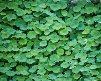 Full frame shot of green leaves