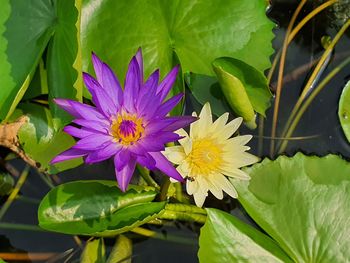Close-up of purple water lily