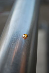 Close-up of ladybug on metal railing