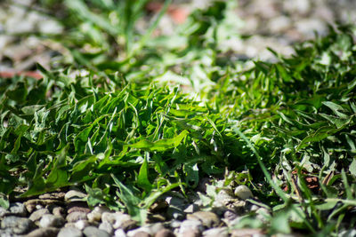 Close-up view of green grass