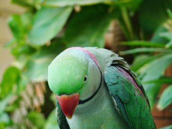 Close-up of parrot perching on leaf