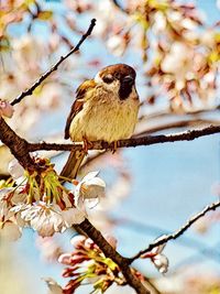 Low angle view of a bird perching on branch