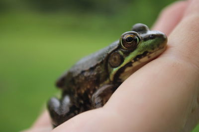 Close-up of hand holding lizard