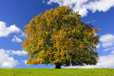 Low angle view of tree on grassy field against sky
