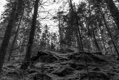 Close-up of tree trunk in forest