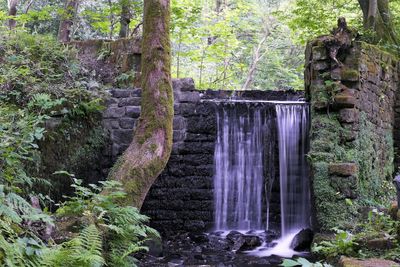 Scenic view of waterfall in forest