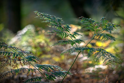 Close-up of pine tree