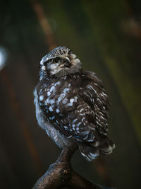 Close-up of bird perching outdoors