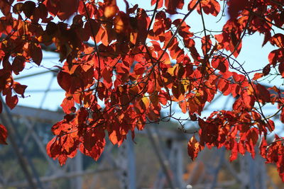 Low angle view of red leaves on tree