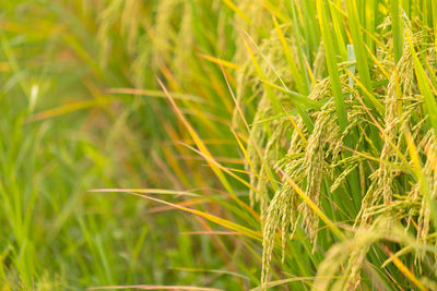 Close-up of wheat growing on field