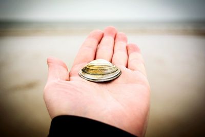 Close-up of cropped hand holding seashell