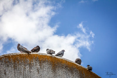 Low angle view of seagull perching against sky