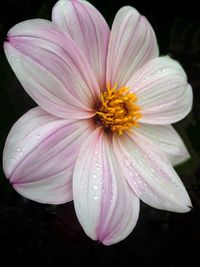 Close-up of pink flower blooming against black background