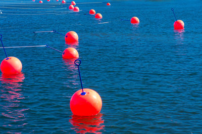 Close-up of red floating in sea