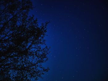 Low angle view of tree against sky at night