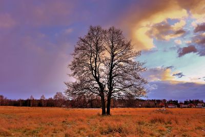 Bare tree on field against sky during sunset