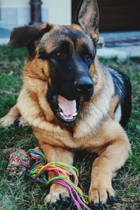 Close-up portrait of dog