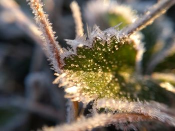 Close-up of frozen plant during winter