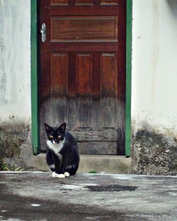 Close-up of cat sitting by door
