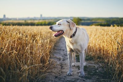 Labrador retriever standing on agricultural field