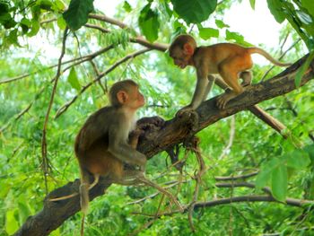 Monkey on tree in forest