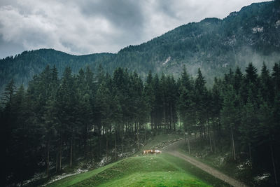 Panoramic shot of road amidst trees against sky