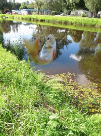 View of fish swimming in lake