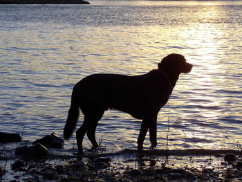 Dog standing by sea against sky during sunset