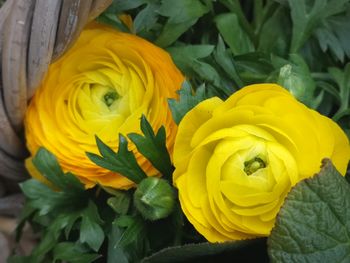 Close-up of yellow flowering plant