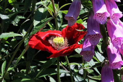 Close-up of red flowering plant