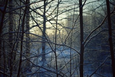 Close-up of bare trees in forest