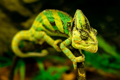 Close-up of lizard on leaf