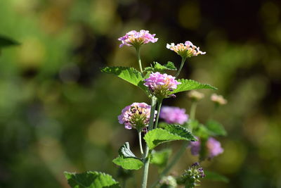 Close-up of fresh white flower blooming outdoors