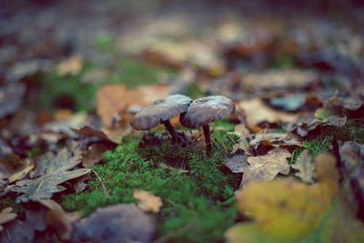Close-up of mushrooms on autumn leaves