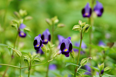 Close-up of purple flowering plant