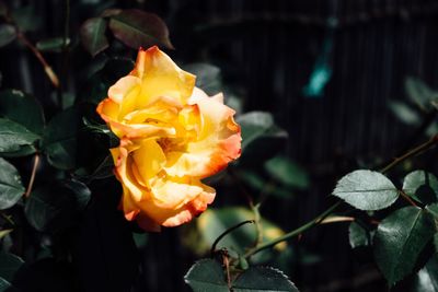 Close-up of orange rose