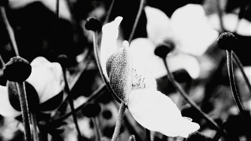 Close-up of plant against blurred background