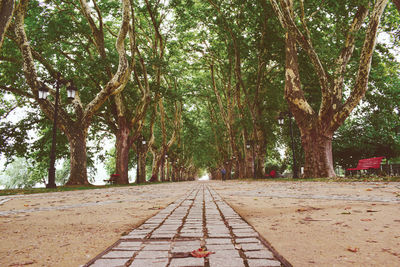 Footpath amidst trees in park