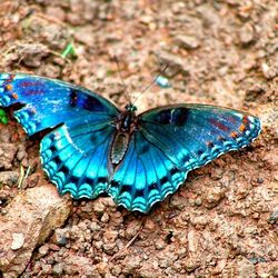 Close-up of butterfly on flower