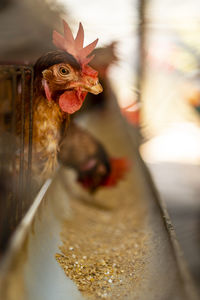 Close-up of a chicken in a farm