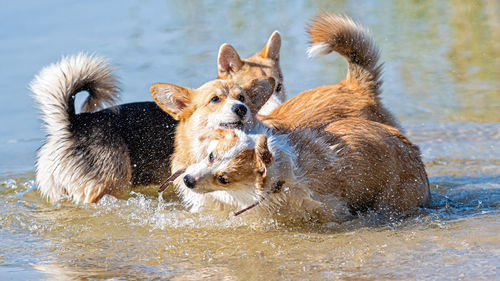 Several happy welsh corgi dogs playing and jumping in the water on the sandy beach