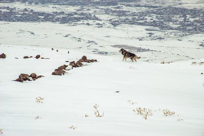 High angle view of dogs on snow covered land