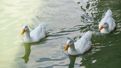 High angle view of swans swimming in lake