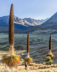 Giant cactus in desert against mountain range