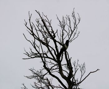 Low angle view of bare tree against sky
