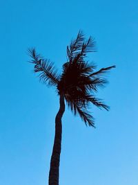 Low angle view of coconut palm tree against blue sky